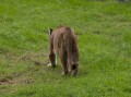 0318-1444 Canberra Zoo (3185354)